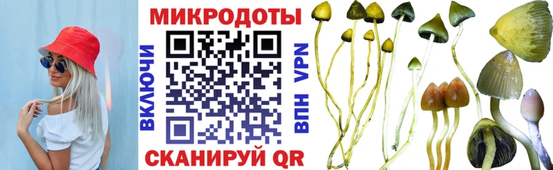 купить   Бирюч  Галлюциногенные грибы Psilocybe 